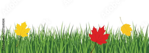 Autumn landscape background featuring vibrant yellow and red maple leaves falling over lush green grass texture isolated on white space for seasonal design.