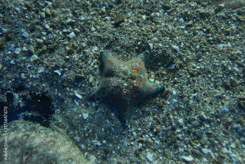海中で静かに佇むヒトデの姿 海の生き物を捉えた水中イメージ