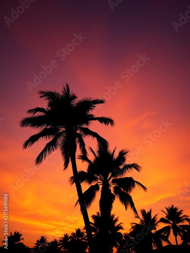 Retro-style palm tree silhouette against sunset sky, sunset, summer