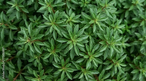 Lush green leaves foliage background with natural botanical texture and plant pattern.