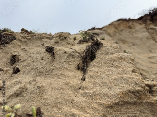 Quadro su tela Low angle landscape view of dried plant roots clinging to a steep eroding sandstone cliff face in Carlsbad, California