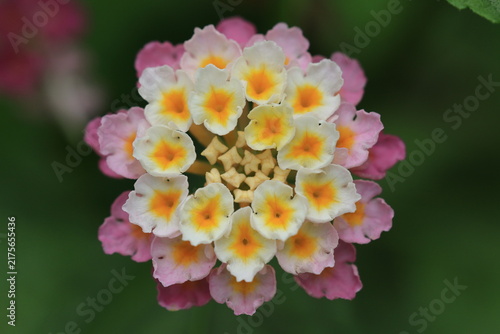 Foto Macro top view of colorful Lantana camara flower cluster with pink, yellow and w