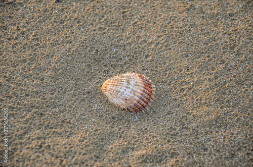 Принти на полотні Italy, Barletta, April 16, 2026, seashell on the beach in Barletta
