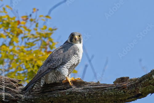 Fotografie こちらを見るハヤブサ(Peregrine Falcon)