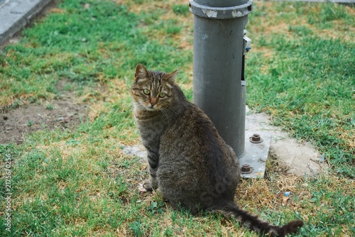 Fotografie 電柱のそばに座るキジトラ猫