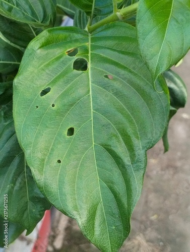 close up of green leaves