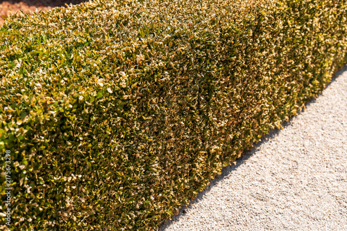 Quadro su tela Damaged boxwood hedge with yellow and dry leaves caused by box tree moth infestation, showing plant stress and pest damage in a formal garden