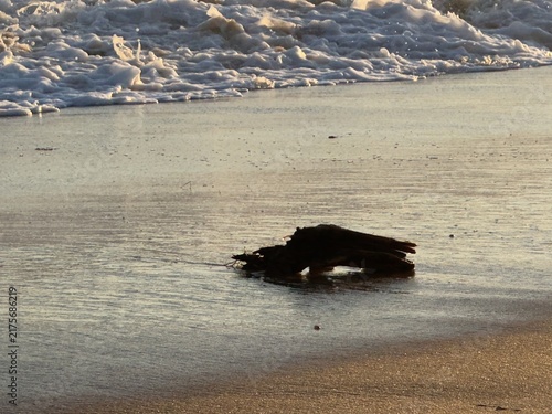 Fotografie Close-up shot of a dark piece of driftwood resting on wet sandy shoreline with foamy sea waves in Crystal Cove, California