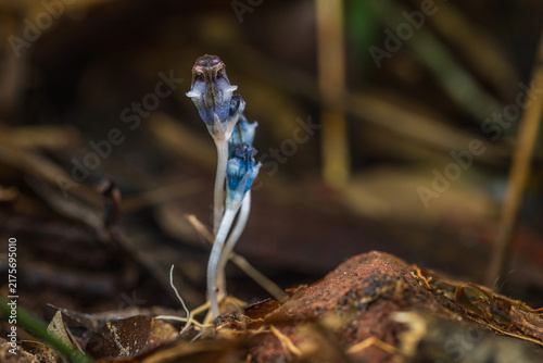 Obraz na plátne Thismia angustimitra, A new species of plant has been discovered in the world