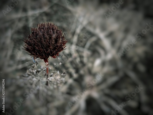 Close up macro view of a dark maroon spiky dried flower seed head with selective color effect against a desaturated black and white blurred background for nature design