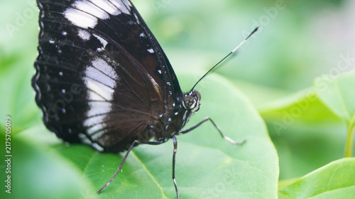 Obraz na płótnie A closer shot of an eggfly butterfly