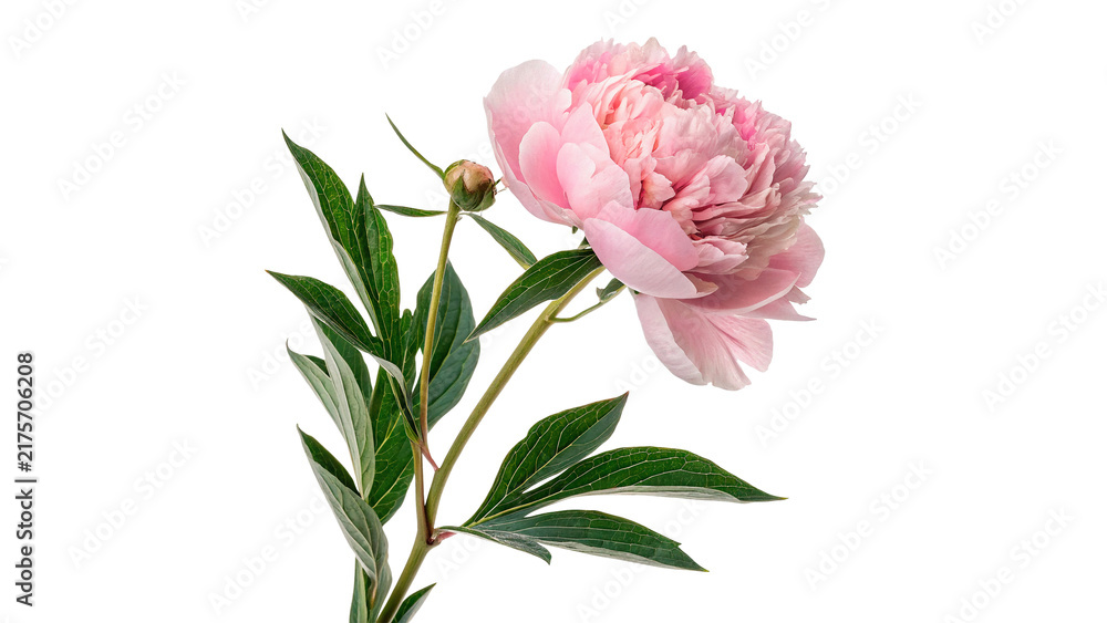 Obraz premium Fresh pink peony flower branch with green leaves isolated on transparent background
