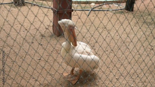 White Swan Standing Alone Inside Zoo Bird Enclosure Close Up