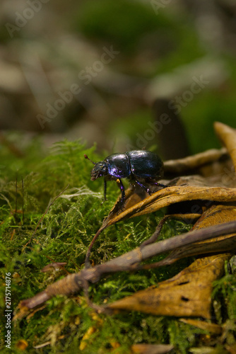 Bild auf Leinwand Shiny iridescence blue dor beetle (Anoplotrupes stercorosus) crawling on green m