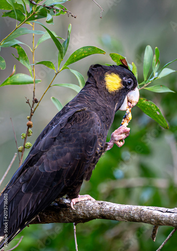 Yellow-tailed Black Cockatoo eating a bug