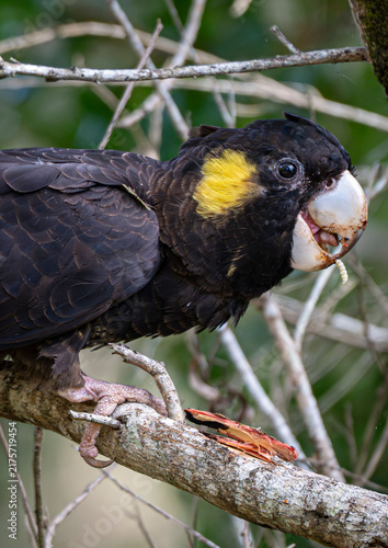Yellow-tailed Black Cockatoo perches on a tree branch