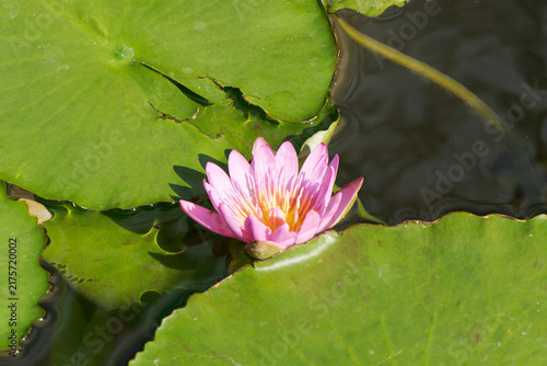 Cuadro en lienzo Pink water lily blooming brightly in sunlight surrounded by green lily pads on a calm pond surface