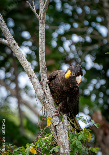 Yellow-tailed Black Cockatoo perches on tree branch