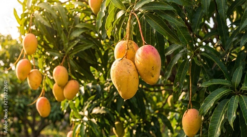 Fresh ripe mangoes hanging on a tree branch in a sunny tropical orchard.