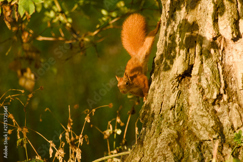 Red squirrel climbing headfirst down the side of a tree trunk, with its bushy tail raised upward