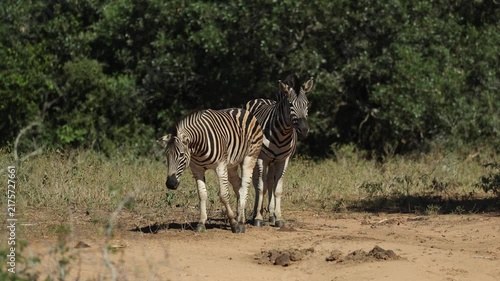 Two Burchell's zebras stand alert in a sandy patch, carefully observing their surroundings while an impala walks through the background in Mkhuze Game Reserve, South Africa.