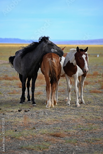 Herd of horses in the vast Mongolian steppe
