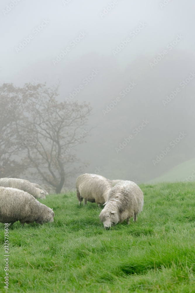 Fototapeta premium Flock of Sheep in Misty Green Pasture, Peaceful Rural Landscape