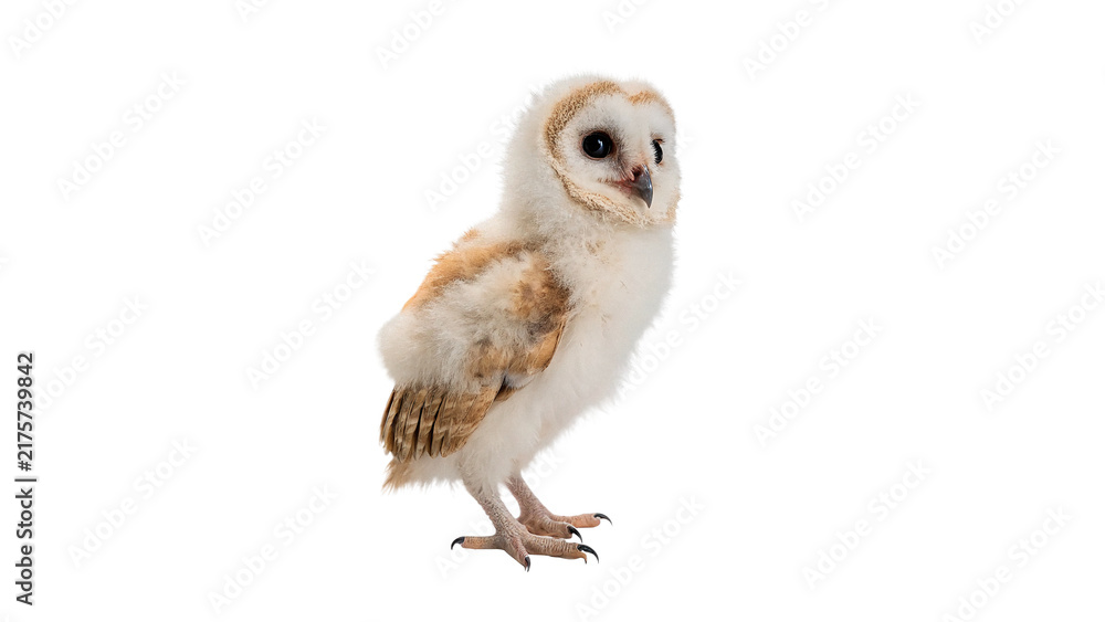 Obraz premium Cute little young barn owl bird standing isolated on transparent background