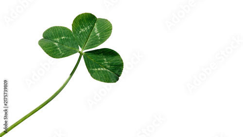 Fotografie Green  leaf clover plant lucky charm symbol isolated on transparent background