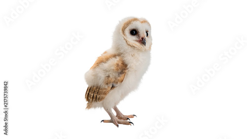 Cute little young barn owl bird standing isolated on transparent background