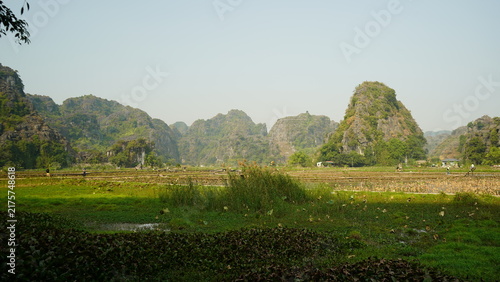 Quadro su tela Panoramic View of Limestone Karst Mountains Rising Above Lotus Fields and Rice P