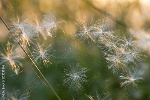 Spider web in the fluffy seeds. Gentle background. White and fluffy seeds of field thistle in the warm rays of the sun