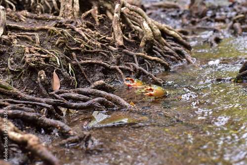 Crabs in the mangrove forest.Thailand,mangrove black crab in the mud, highlighting the role of these creatures in mangrove ecosystem dynamics, black crab,Black crab in mangrove forest waterway
