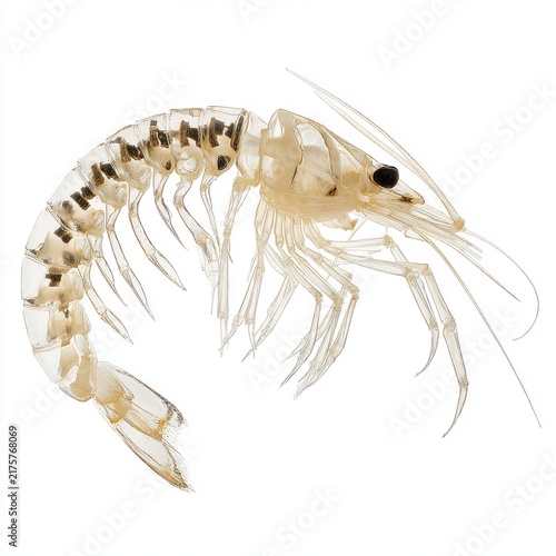 Transparent Freshwater Shrimp Isolated On A Clean White Background