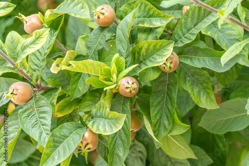 Foto Medlar fruits showing their star shaped calyx