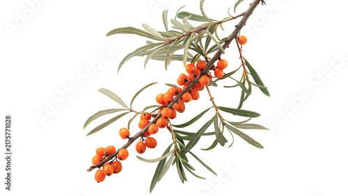 Foto Fresh orange sea buckthorn berries on branch isolated on transparent background for natural herbal medicine wellness