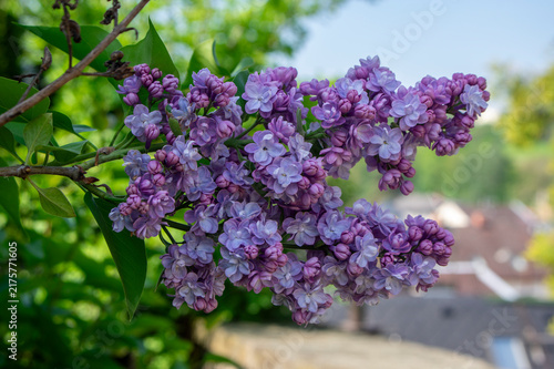 Konstfotografi Syringa vulgaris violet purple flowering bush, groups of scented flowers on bran