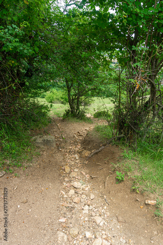 Foto An earthen path passes through trees and bushes and comes out into a clearing