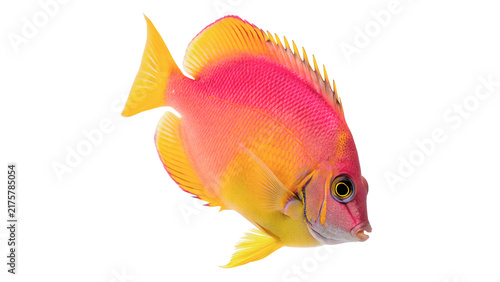 Photography Vibrant pink and yellow tropical sea fish swimming isolated on transparent background for aquarium ocean coral wildlife