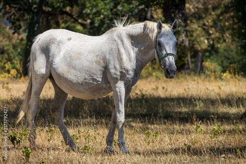 Bild auf Leinwand Full Body Profile of White Lipizzan Horse Standing in Sunny Meadow