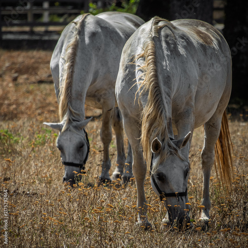 Photography Two White Horses Grazing Together in Dry Summer Field