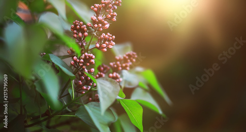 Canvas Print The first flowers against the background of green spring