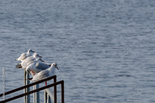 Black-headed Gulls (Chroicocephalus Ridibundus) perching on jetty