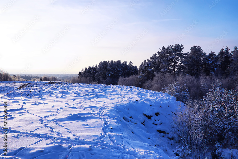 Naklejka premium The forest is covered with snow. Frost and snowfall in the park. Winter snowy frosty landscape.
