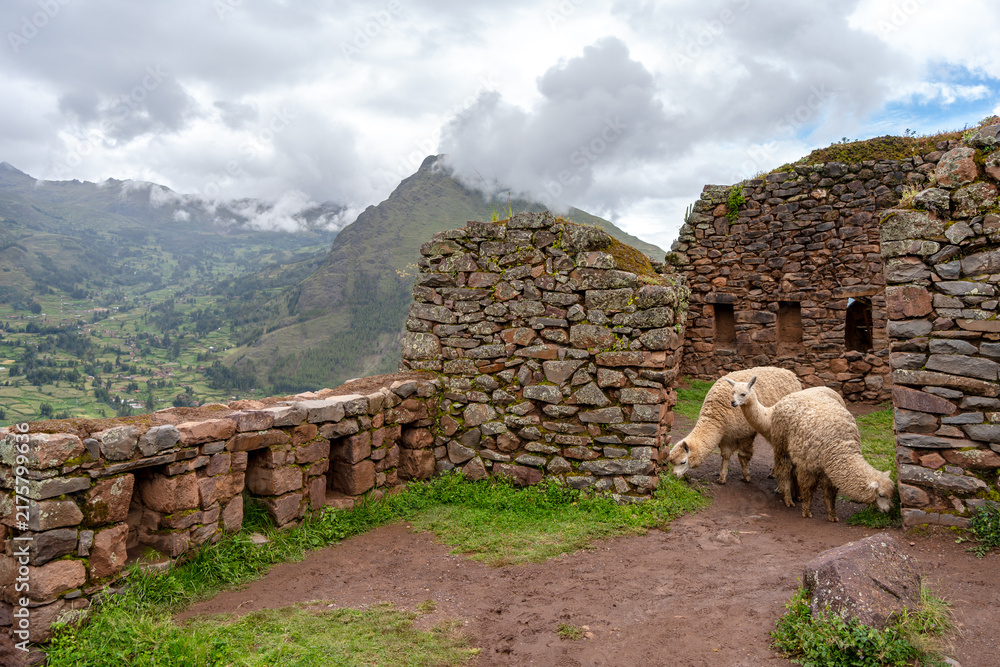 Obraz premium Llamas roaming among ancient Inca ruins at Pisac, Peru