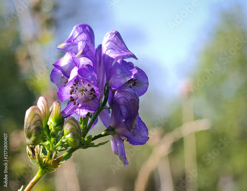 Obraz na plátne Close-up of purple slender monkshood (Aconitum variegatum) with open flowers and developing buds in a mountain meadow of Bükk National Park, Hungary