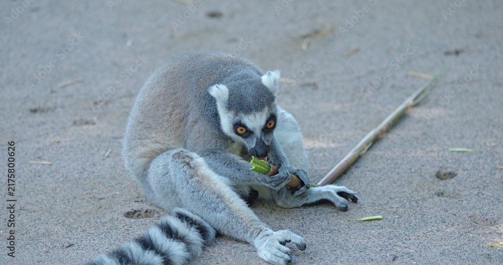 Fototapeta premium Ring-Tailed Lemur Sitting on Ground and Eating Bamboo Stalk