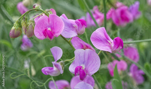 Zarte rosa und violette Duftwickenblüten in Nahaufnahme