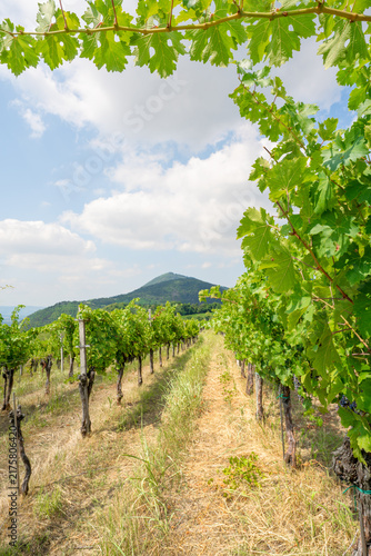 Obraz na plátně Path between rows of grapevines looking toward hills in vineyard landscape of Co