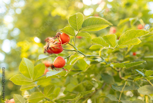 Konstfotografi Close-up of bright red barberry berries surrounded by lush green foliage with wa
